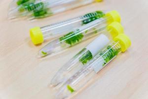 Plants in test tubes on wooden background. Biological research photo