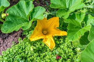 Green pumpkin plant with yellow flower in garden photo