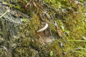 mushroom on the tree photo