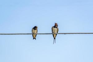 two swallows on wire photo