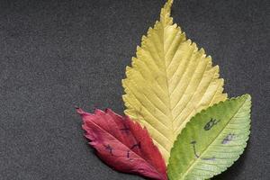 Green and red leaves with a picture of happy and sad faces on black background photo