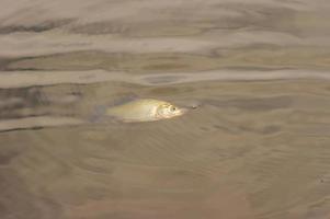 crucian muerto en agua foto