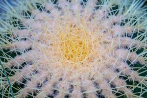 Close up thorns of cactus, Cactus Background photo