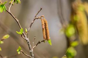 blossoming branch of birch tree photo