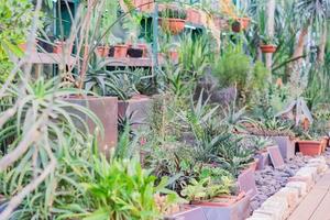 muchos cactus y plantas suculentas se exhiben en el jardín botánico. foto