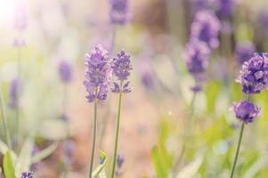 flores de lavanda florecientes en el campo en un día soleado. tonificado foto