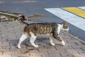 wild cat is going to cross the road photo