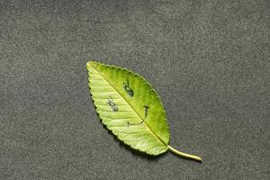 Green leaf with a picture of happy face on black background photo