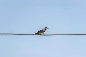 swallow on a wire against blue sky photo