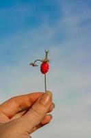 wild strawberry in woman hand photo