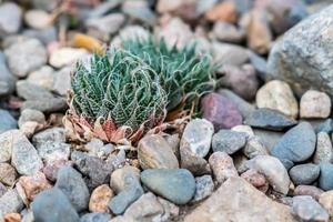 tiny succulents or cactus in desert botanical garden and stone pebbles background photo