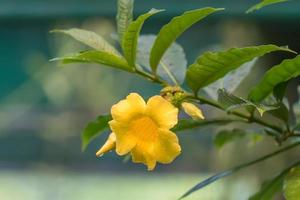 yellow tropical flower in bloom photo