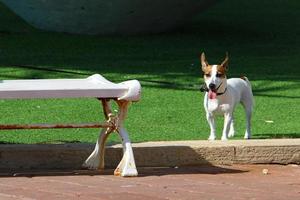 Dog for a walk in a city park on the shores of the Mediterranean Sea photo