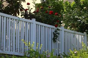 Plants and flowers grow along the high fence. photo