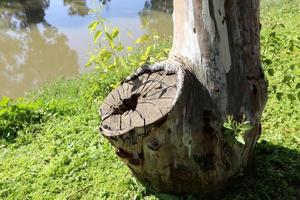 Texture of wood and tree bark. photo