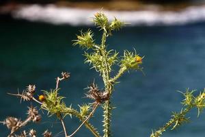 A thorny thistle plant in a forest clearing in northern Israel. photo