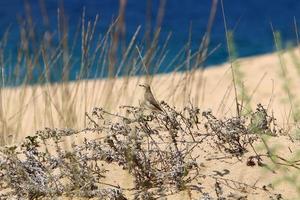 Sand dune on the shores of the Mediterranean Sea in northern Israel. photo