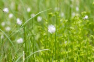 wild white flowers on the meadow. Eriophorum cotton grass photo