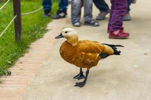 Wild duck walking on grass near the people photo