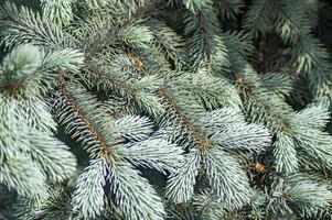 closeup of blue spruce tree branch. photo