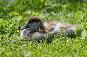 small duckling on green grass photo