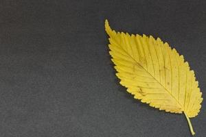 yellow leaf of elm tree on grey background photo