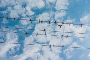 flock of swallows sitting on wires against blue sky photo