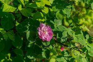 blooming pink dogrose in the garden photo