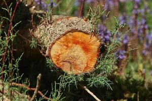 Old rotten stump in the city park. photo