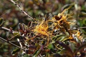 dodder es un género de plantas parásitas de la familia de las enredaderas. foto