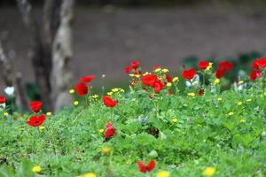 Red anemones bloom in a forest clearing. photo