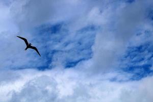 tragar en el cielo entre las nubes. foto