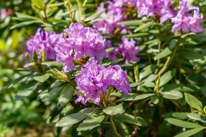 Violet Rhododendron. Evegreen shrub. photo
