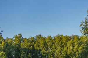 trees and sky background photo