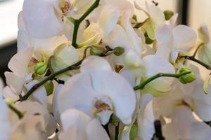 primer plano de orquídea en flor blanca. fondo floral foto