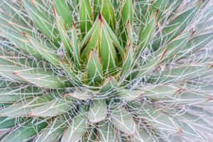 Closeup view of green cactus as a background photo