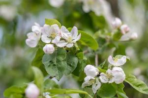 Apple tree blossom. white flowers on branch photo