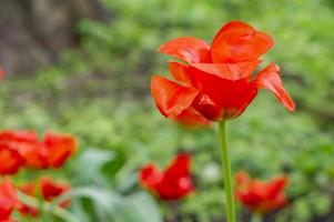red tulip flowers photo