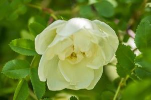 wild rose blooming bush in the city park photo