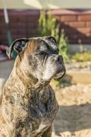 retrato de un perro boxeador alemán en la calle foto