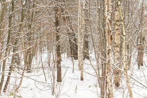 Russian winter birch forest photo