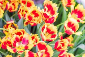 field of blooming multicolored tulips, spring flowers in the garden photo
