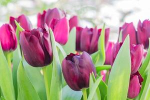 field of blooming multicolored tulips, spring flowers in the garden photo