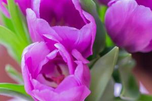white and purple blooming tulips. floral background photo