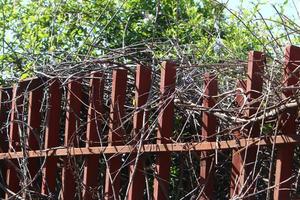 Plants and flowers grow along the high fence. photo