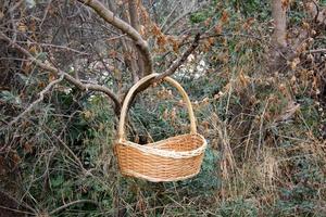 Bird's nest on a tree in the park. photo