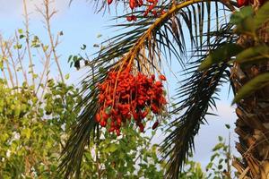 Rich harvest of dates on palm trees in the city park. photo