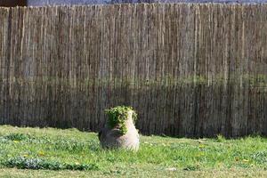 Green plants and flowers grow in a flower pot photo