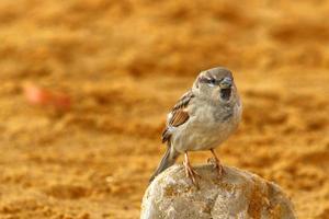 Sparrow collects crumbs on the city beach. photo