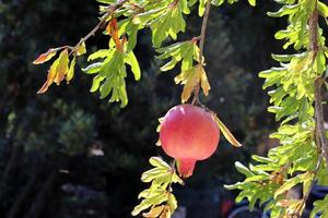 Ripe pomegranates on a tree in a city park. photo